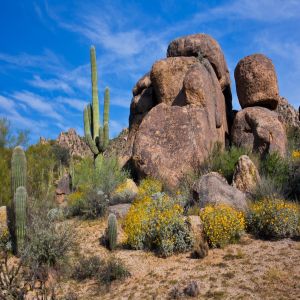 14th Annual Mayo Clinic Esophageal Diseases - Arizona