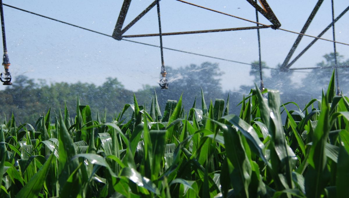 Climate Change and the Global Harvest